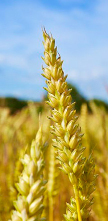 農(nóng)業(yè)類